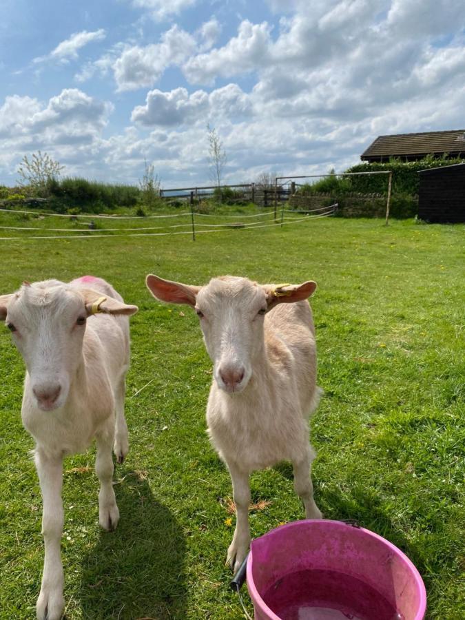Rew Farm Country And Equestrian Accommodation - Sunset Lodge Melksham Eksteriør billede