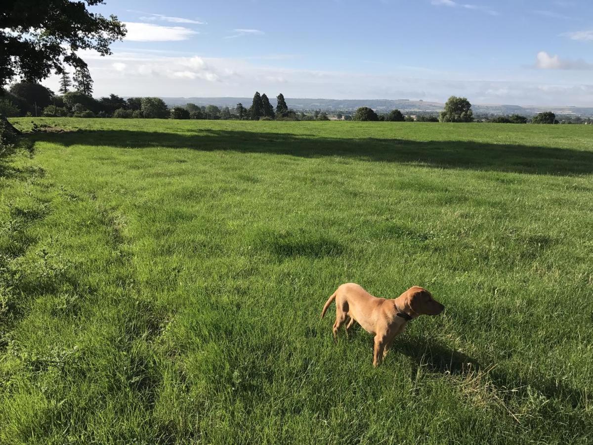 Rew Farm Country And Equestrian Accommodation - Sunset Lodge Melksham Eksteriør billede